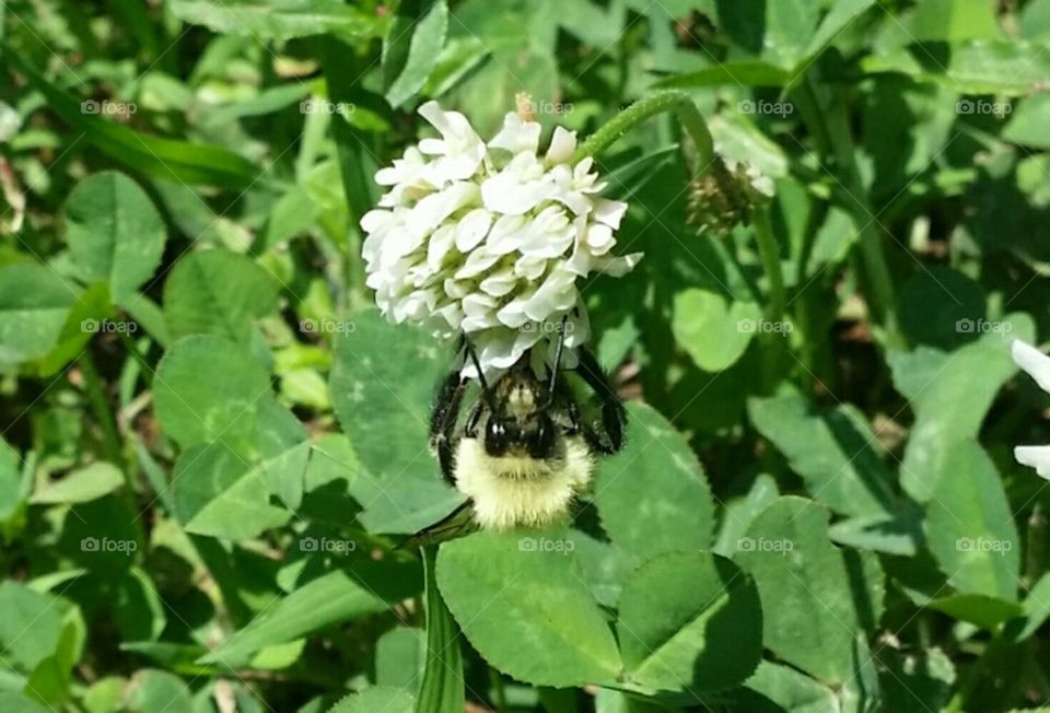 Bee