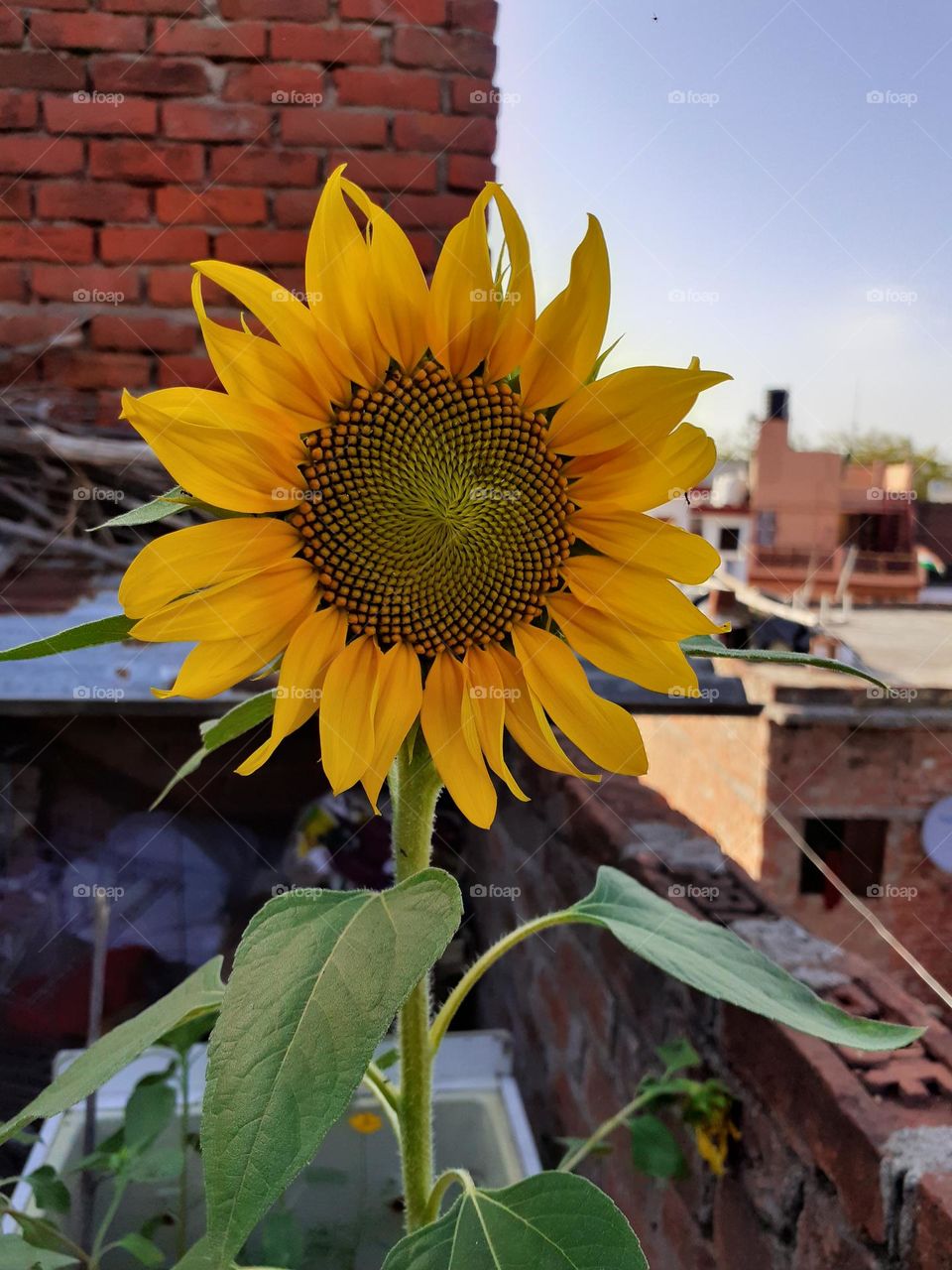 sunflower always facing the light to bloom at its full.