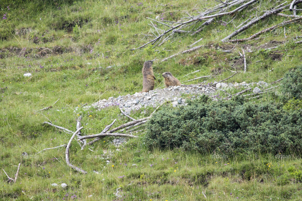 Marmots