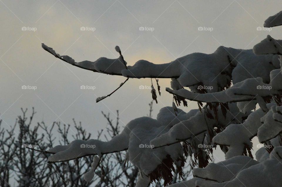 Winter tree in sunset