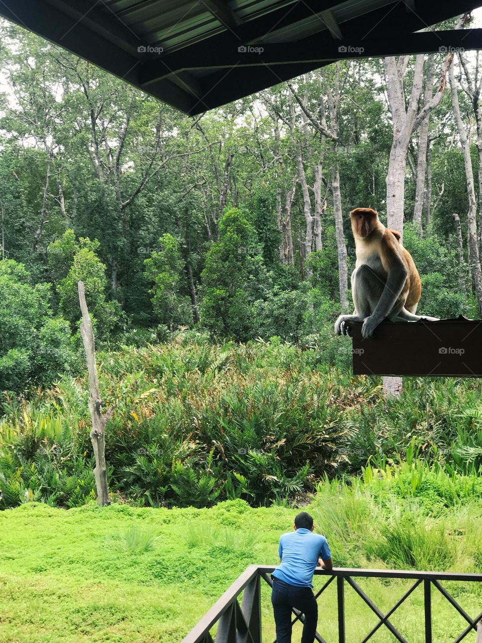 Snapshots at Labuk Bay Proboscis Monkey Sanctuary.