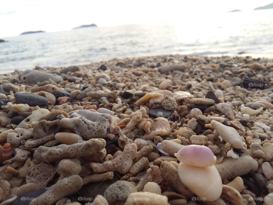 seashell at a beach