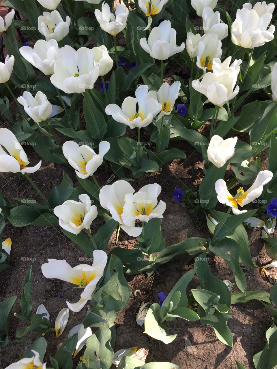 White tulips