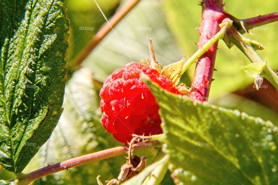 red raspberry on a branch