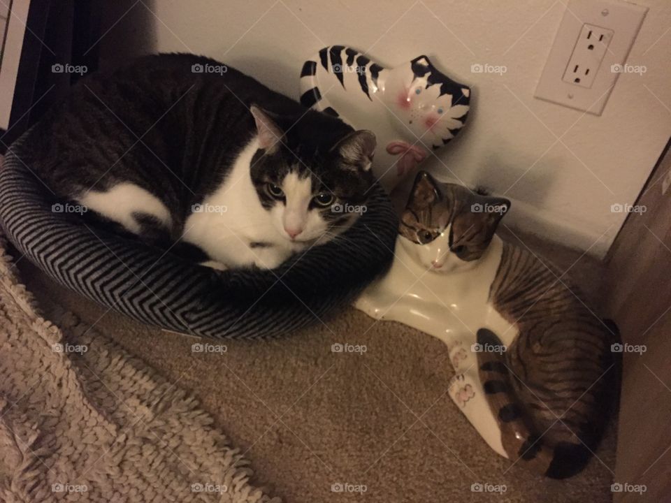 Which cat is the real cat?