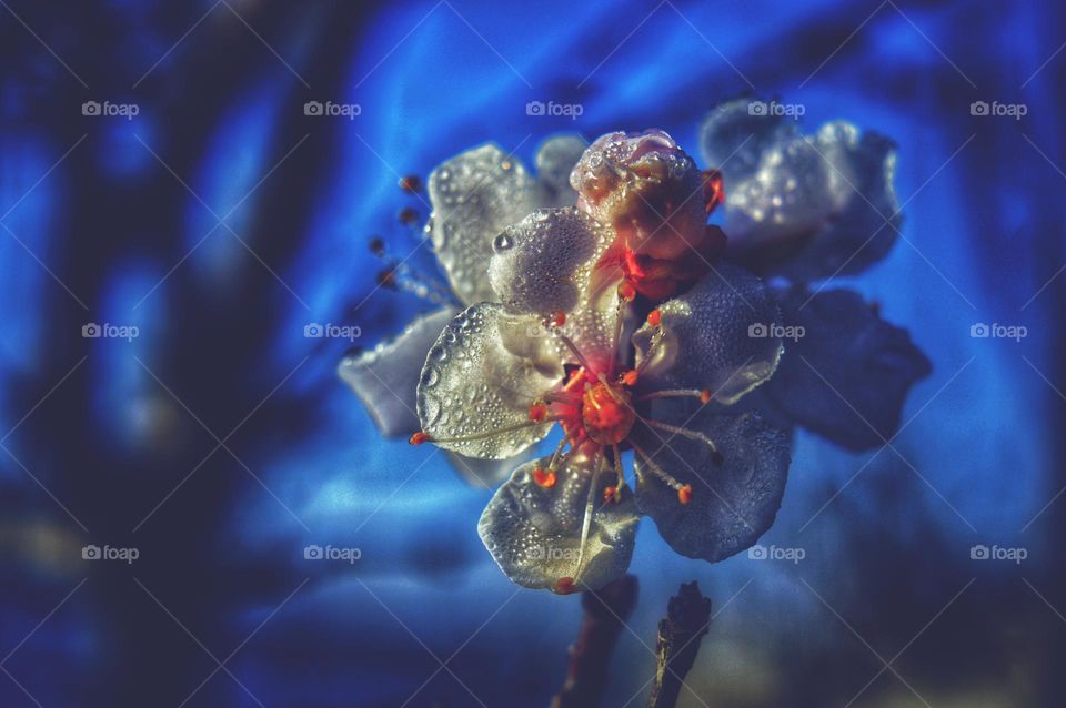 white flower with dew drops on a fruit tree dot spring flowering of fruit trees. on a blue background.