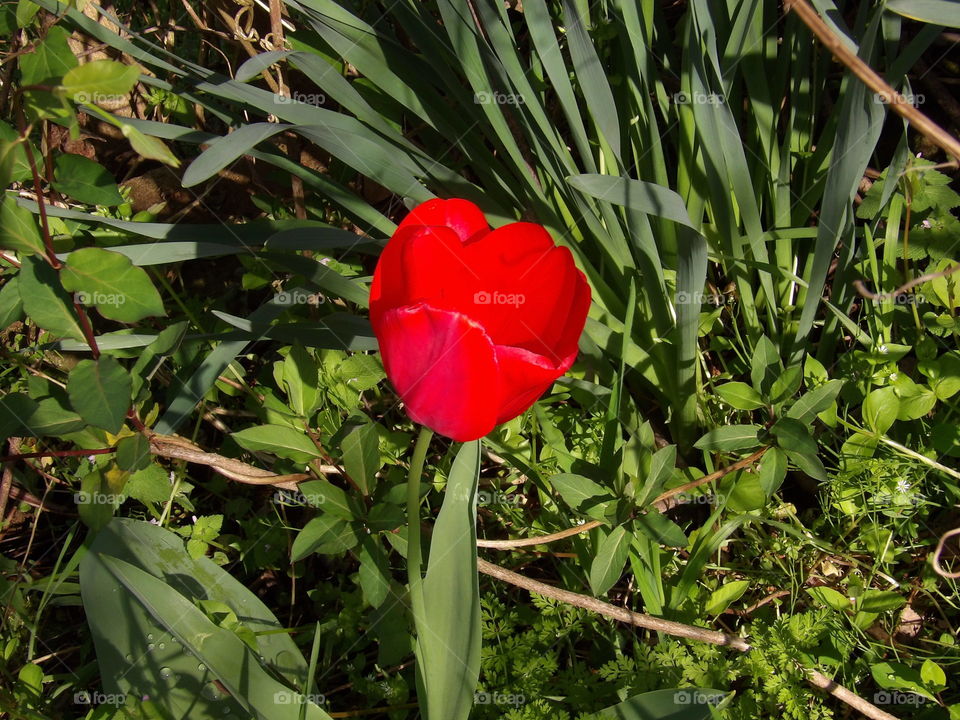 Tulip