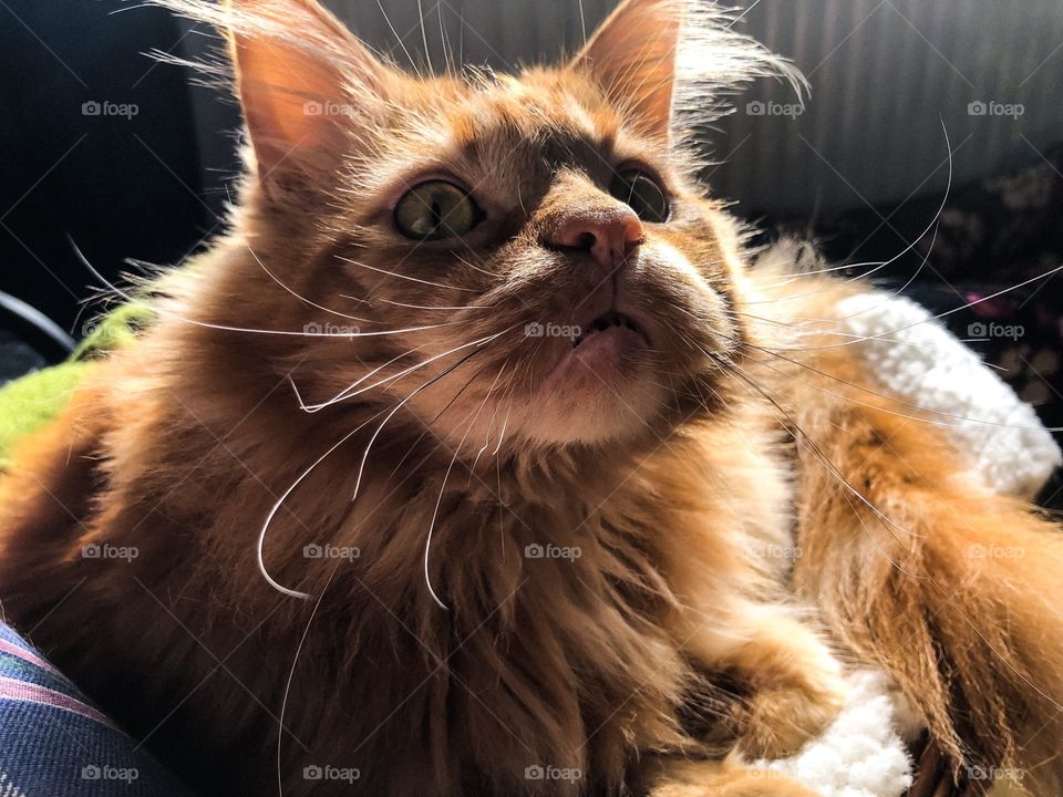 Beautiful Maine Coon