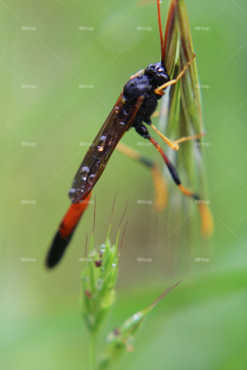 Insect, Wildlife, No Person, Nature, Dragonfly