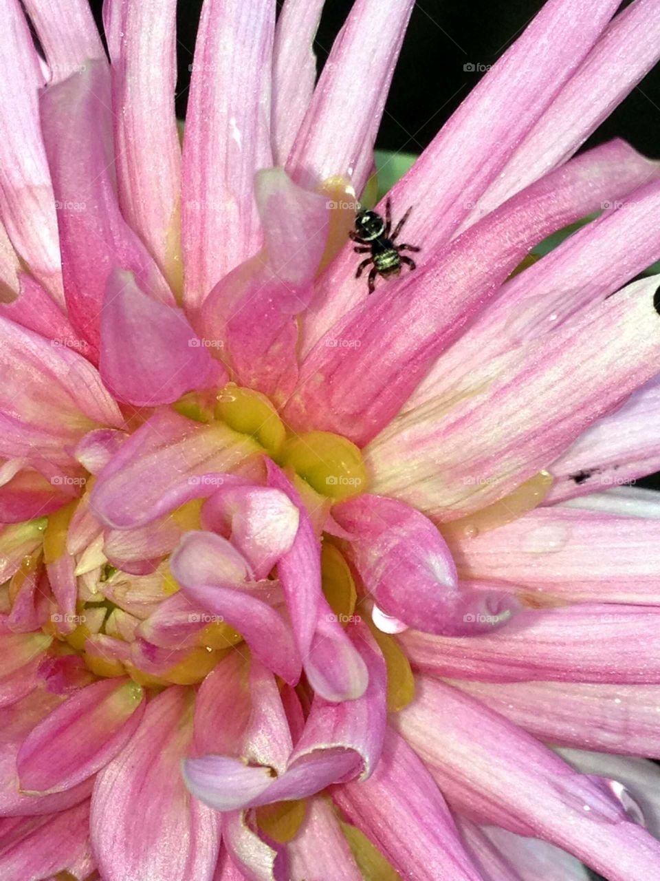 Pink Chrysanthemum in summer sunlight, nearly full bloom. There's a spider on one of the petals, perfect timing for pic. It's a type of perennial.