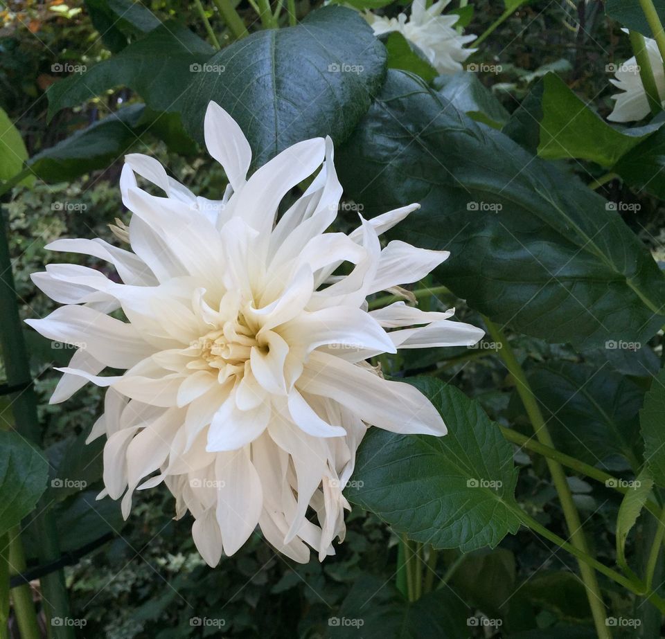 White flower
