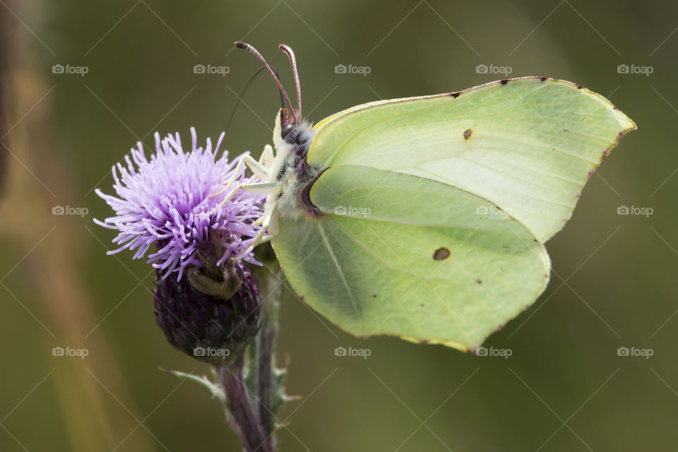 Yellow green brimstone butterfly on purple flower 
