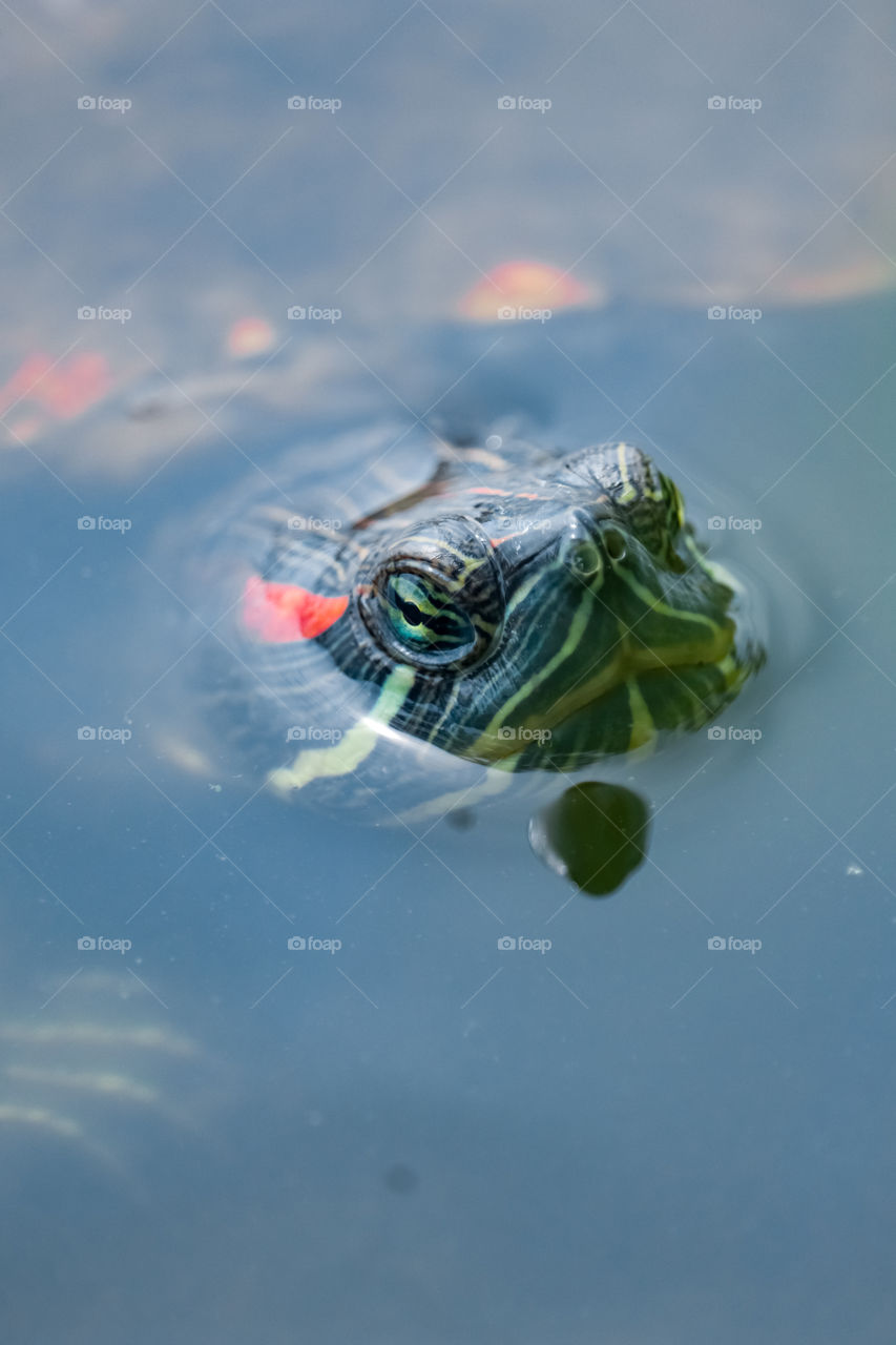red eyes slider turtle
