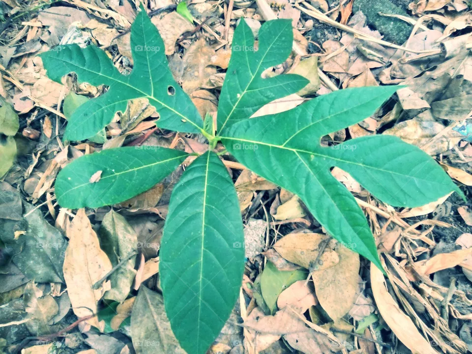 Leaf