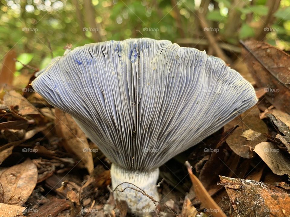 The Indigo milk cap, or Lactarius indigo, is a member of the larger milk cap mushroom family with one standout characteristic, their blue coloring. mild, sweet and nutty with a hint of cracked pepper on the finish