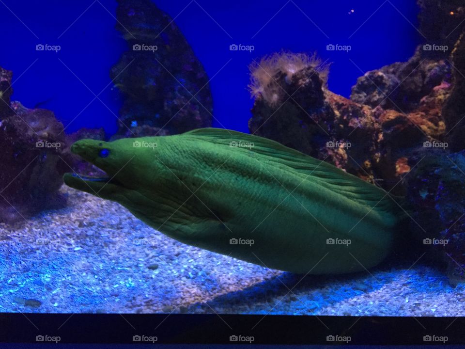 Green fish swimming underwater
