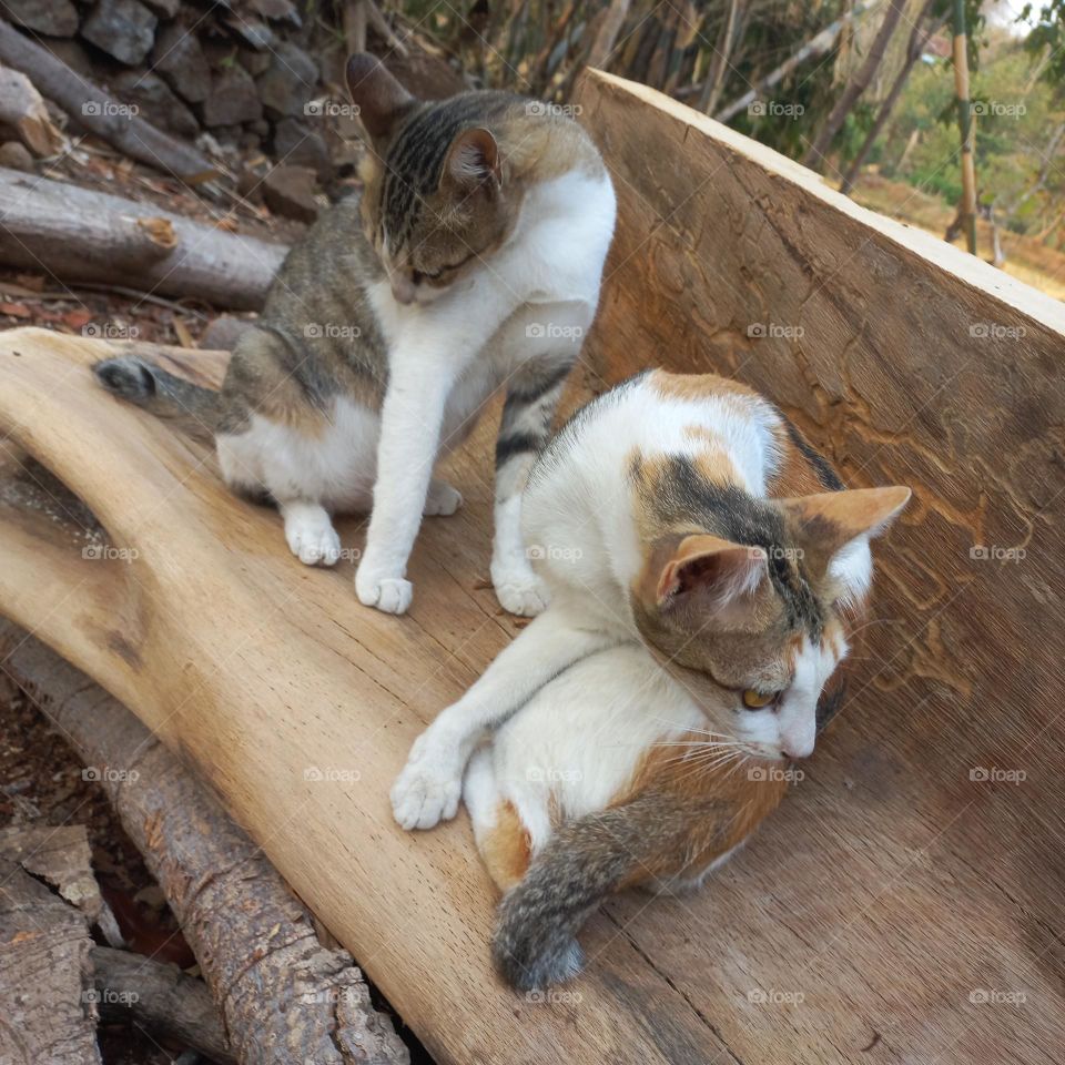 Beautiful cat sitting on a piece of wood