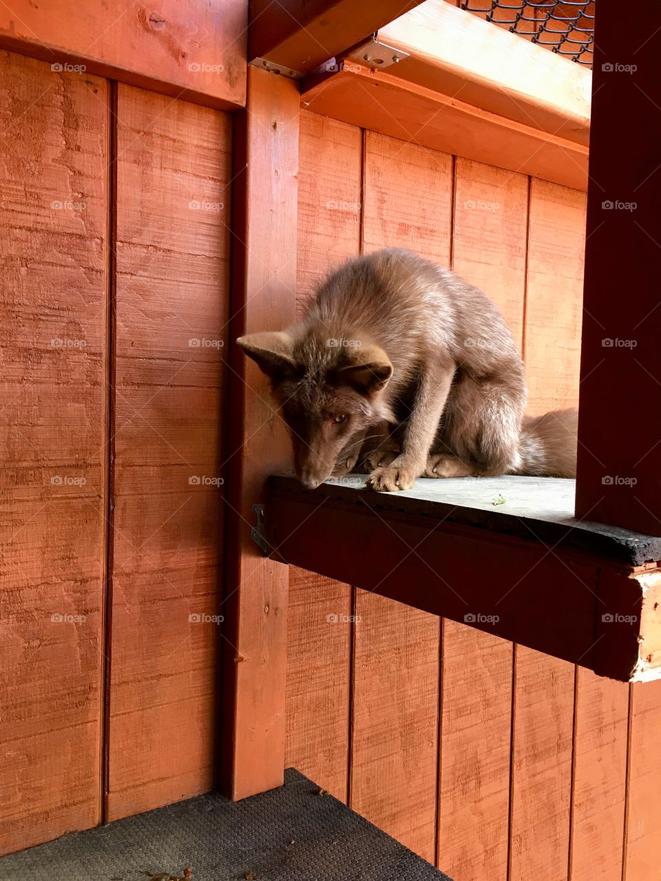 A beautiful designer fox (breed and slaughtered for their fur). She is peering down on her litter mates deciding her next move. She is housed in an orange barn that has been upgraded to house foxes.