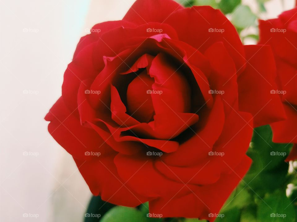Beautiful Red Rose