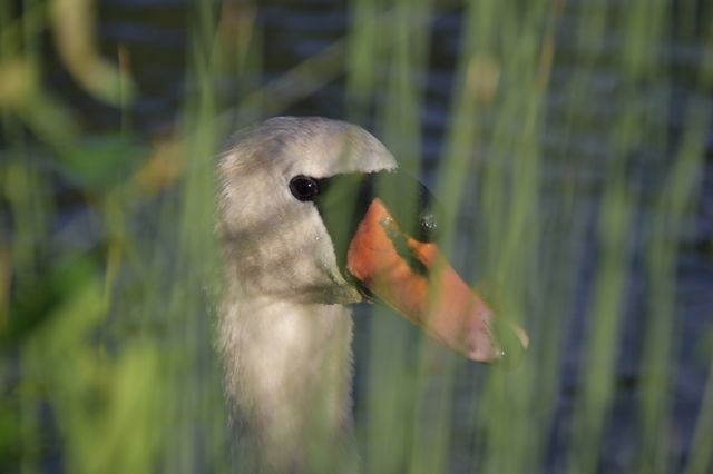 Swan looking through grass