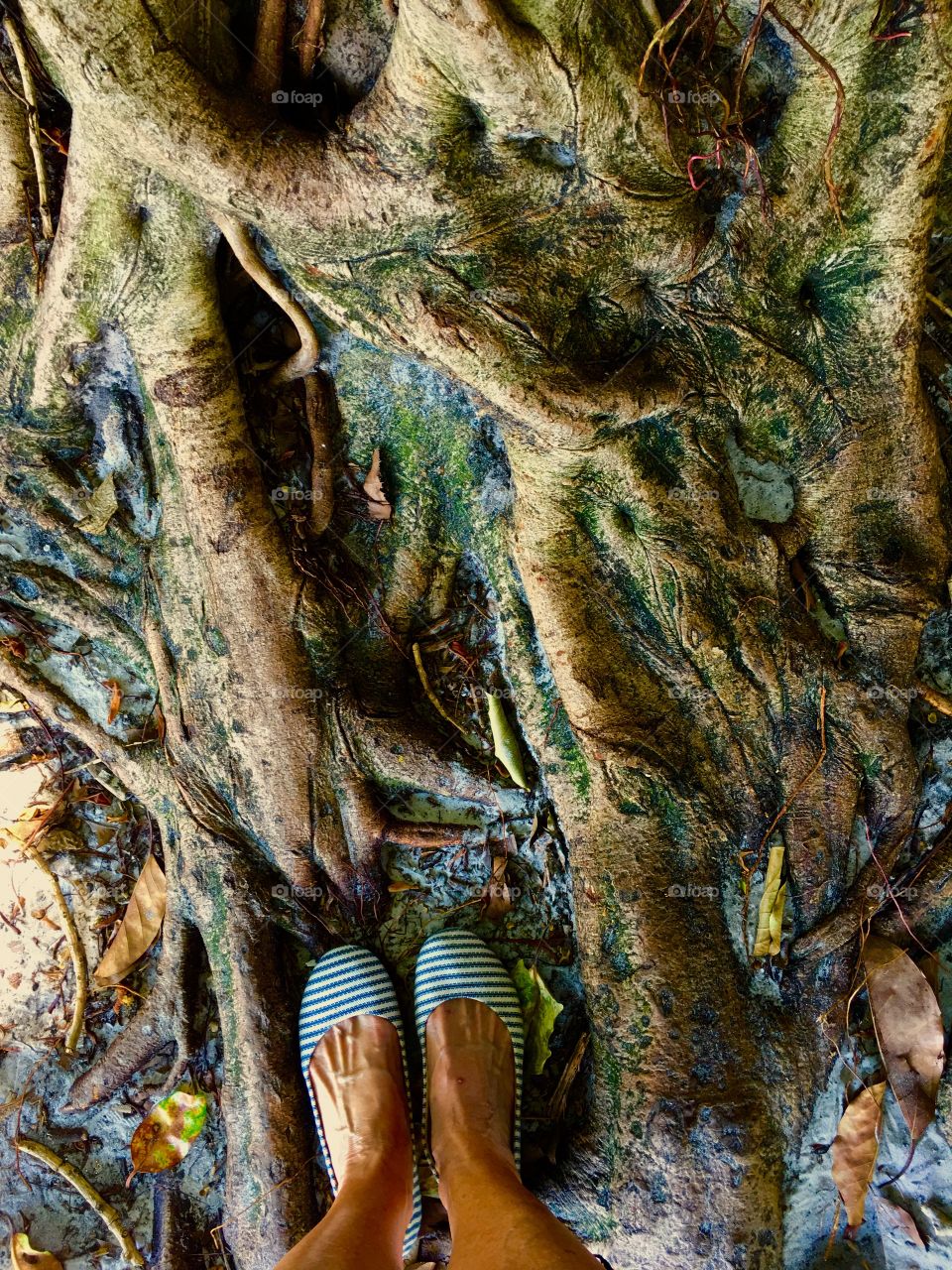 Tree roots and feet