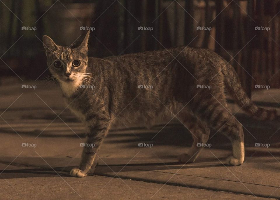 cat on the street at night