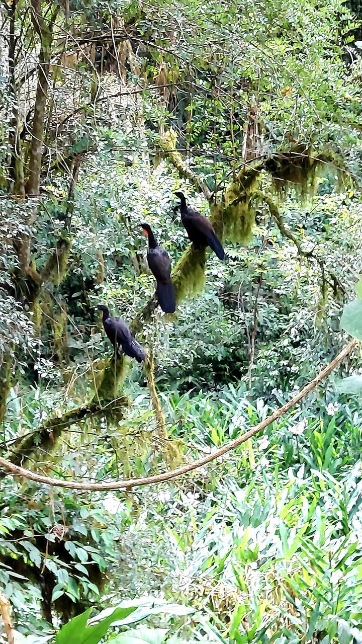 Visual bonito com árvores nativas, entrelaçadas por cipó, plantas aéreas,  mas o que completa a beleza natural,  são três aves negras, chamadas popularmente de Jacú.