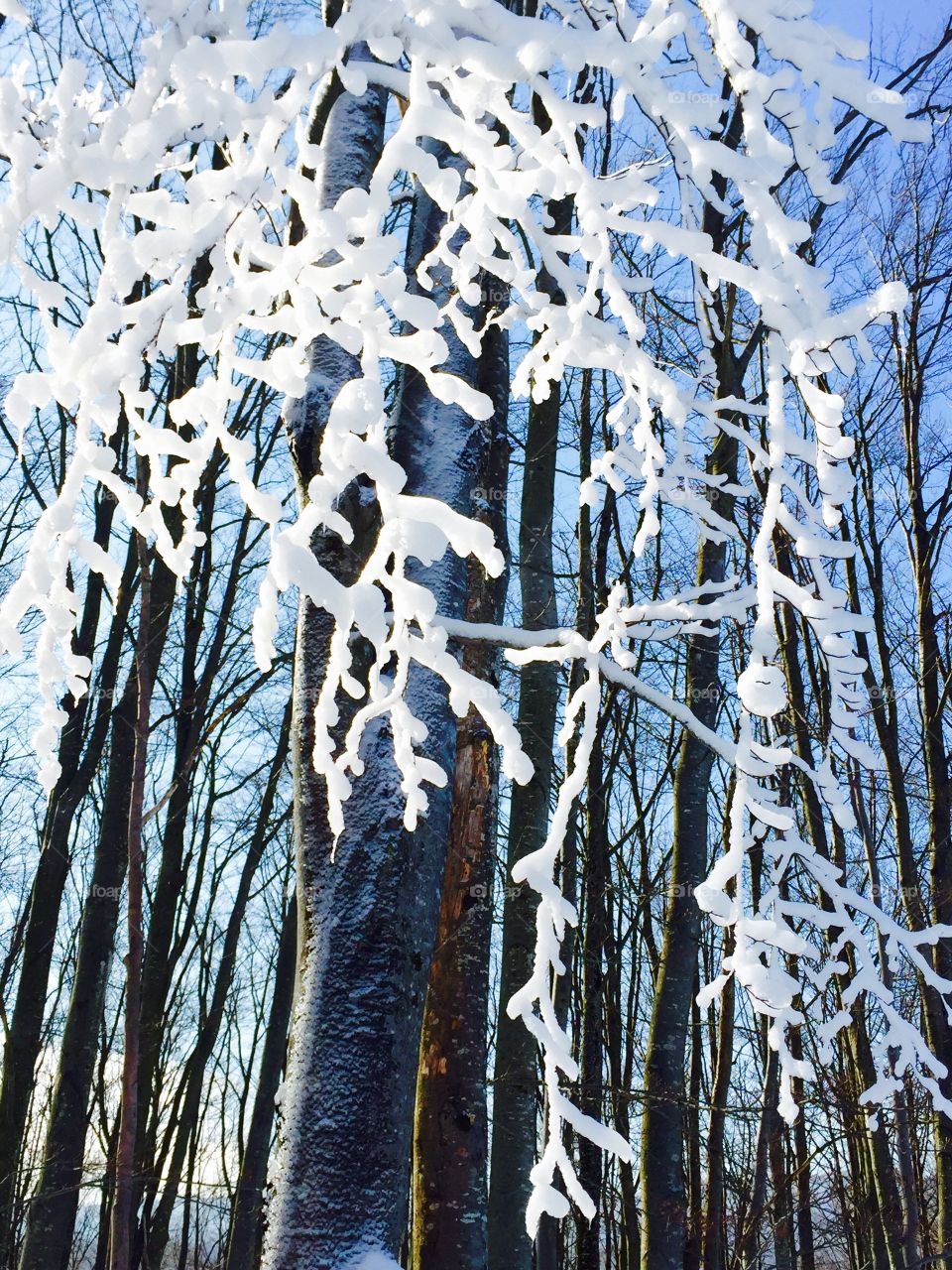 Frozen tree branches 