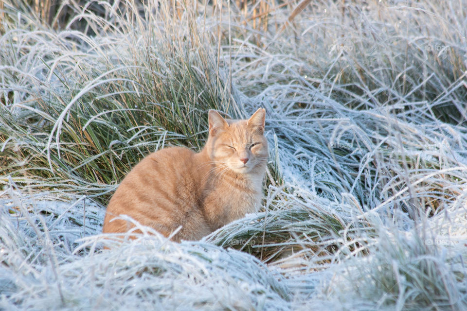 Cat in cold frosty grass, katt frost gräs 