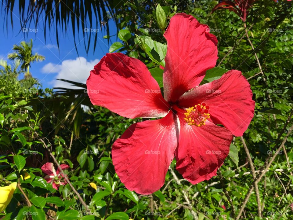 Hibiscus - Hawaii’s state flower