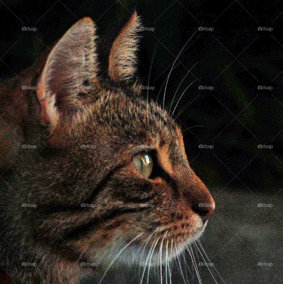 cat animal by selecshine