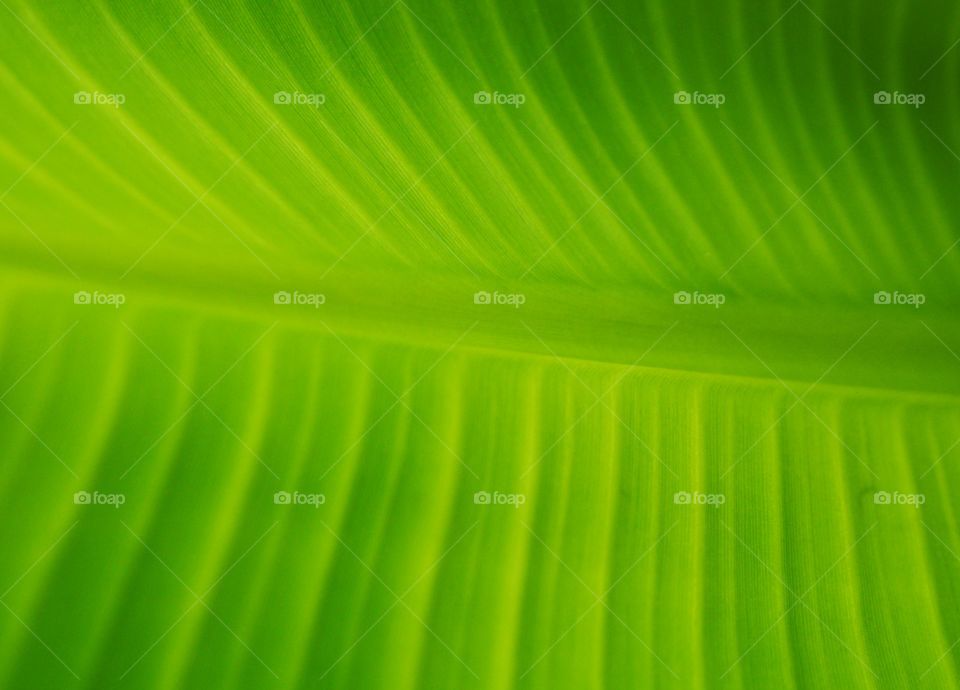 Banana leaf texture