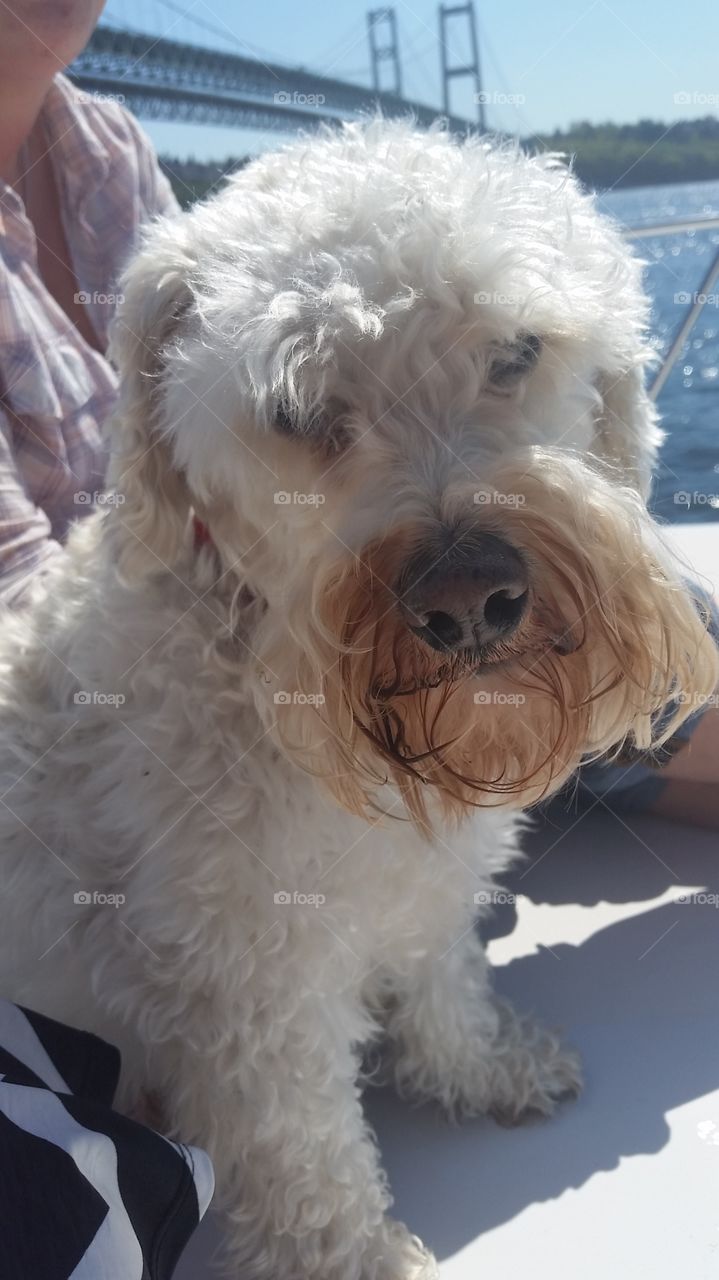 bichon, poodle, schnouzer. April 2016