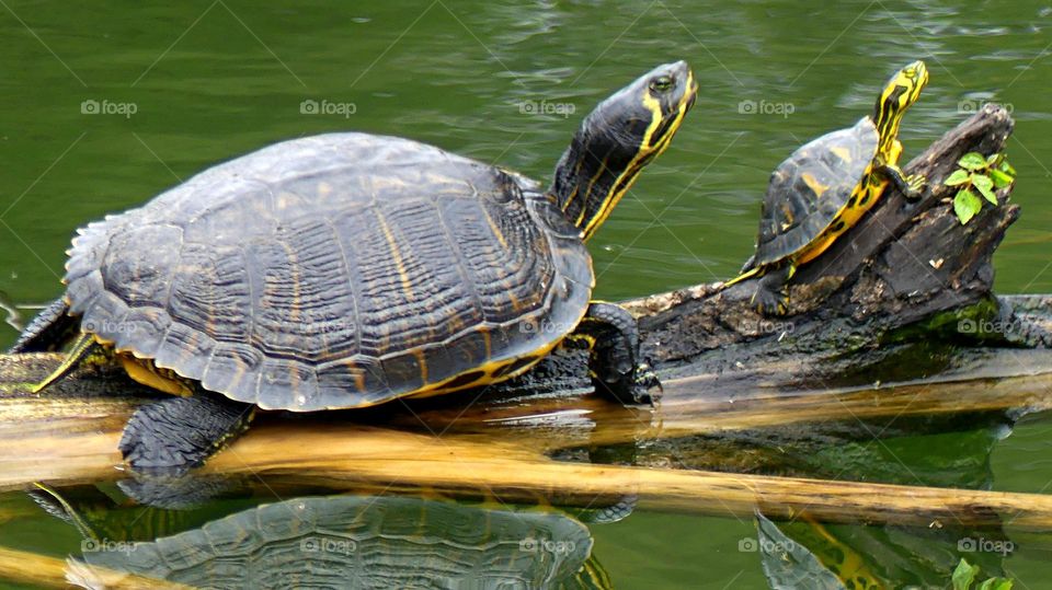 Unusual sus-pets! Two yellow bellied slider turtles bask in the sun. Cuddly, affectionate, unique and exotic companions