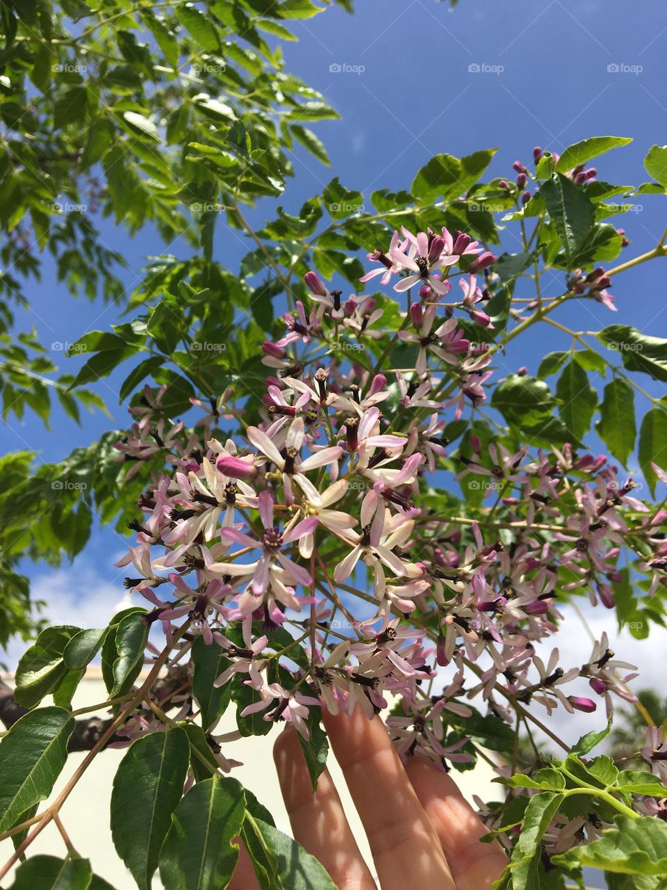 Admiring flowers of naam tree
