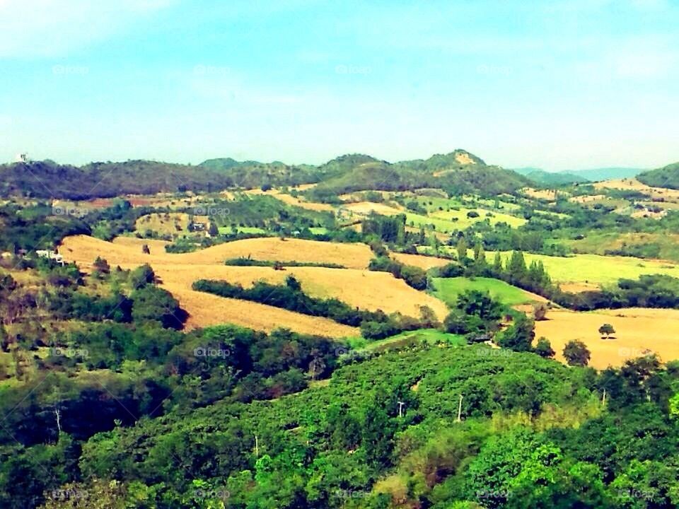 Mountain landscape and tree