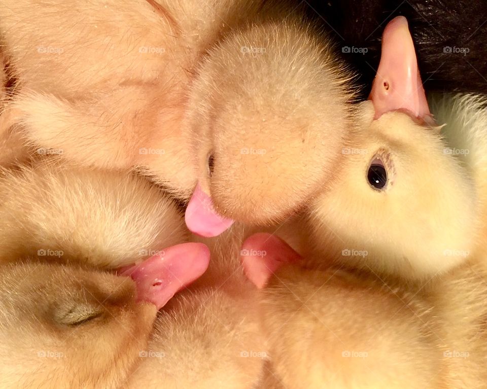 Baby ducklings huddled together