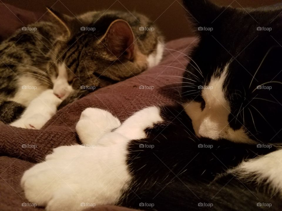 tuxedo cats sleeping