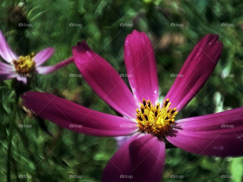 Macro photo of a flower growing in the garden