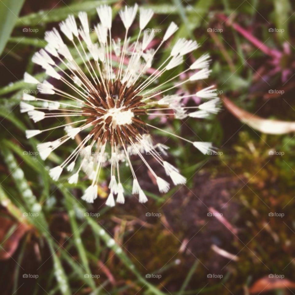 Dandelion in the rain