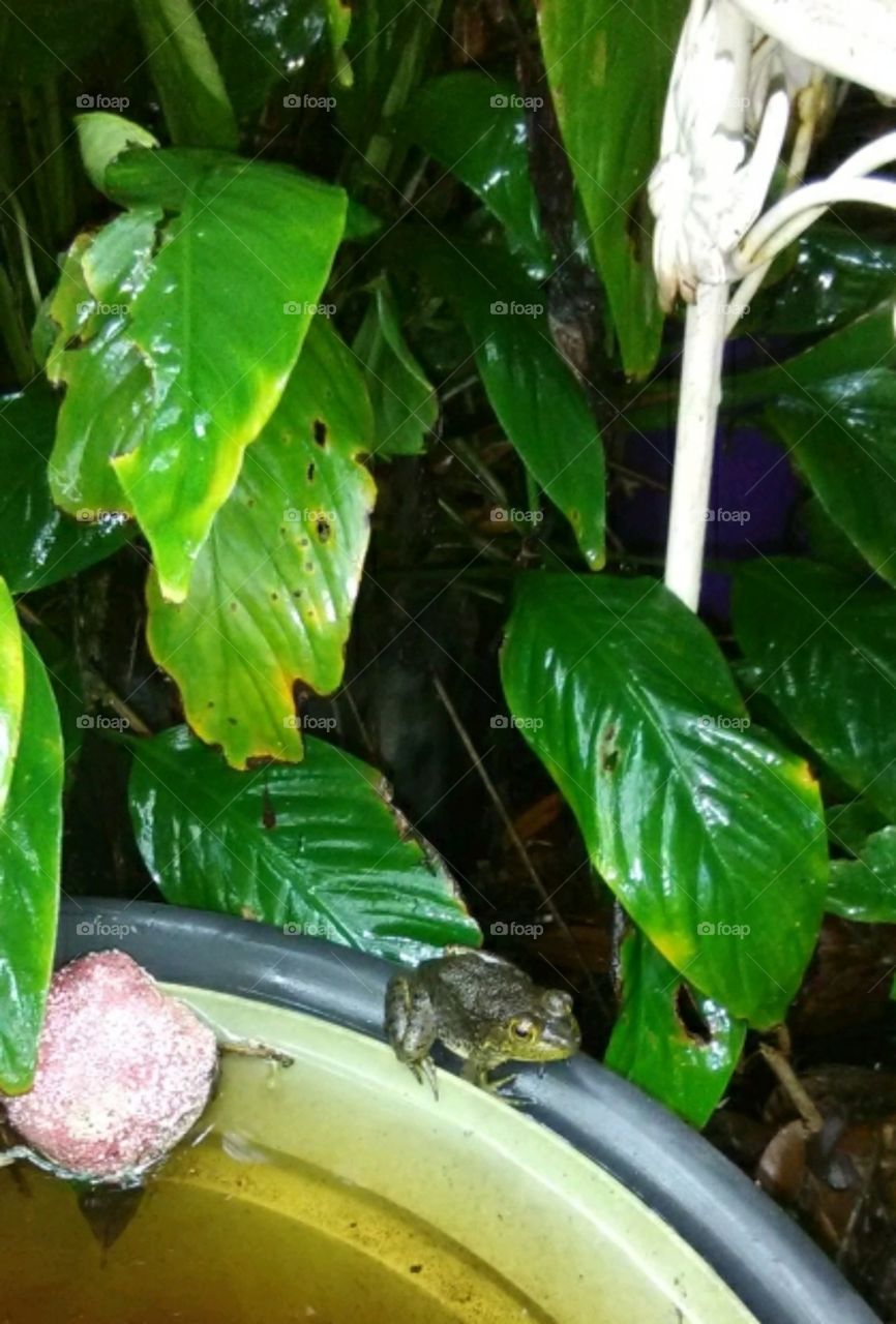 frog sitting on the side of a flower pot