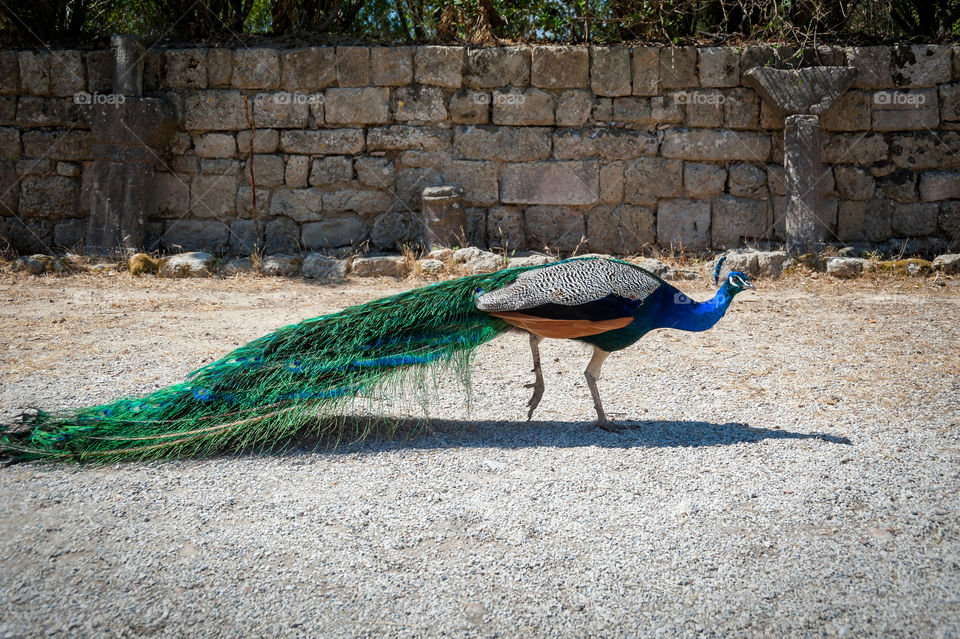 Peacock.