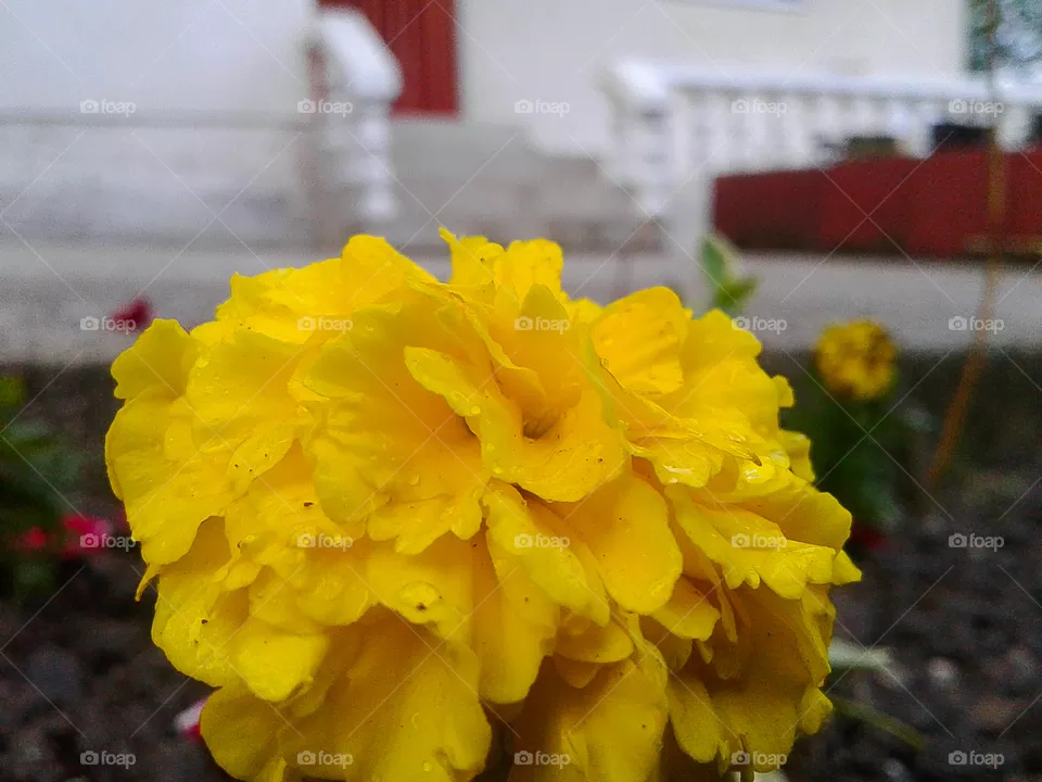 One small yellow flower captured from right angle.Captured right in front of my house.First perspective plan is based on flower,and a second on the front door.Yellow is allways nice,right?