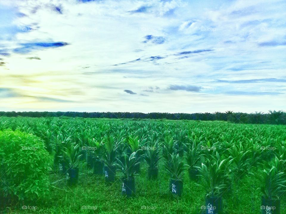 view nurseries seedling tree palm oil on Kalimantan Indonesia