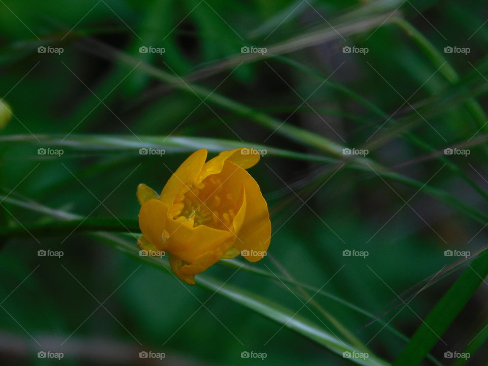 Fleur jaune et brindilles d’herbes 