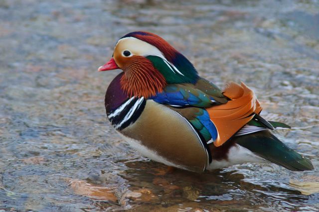mandarin duck