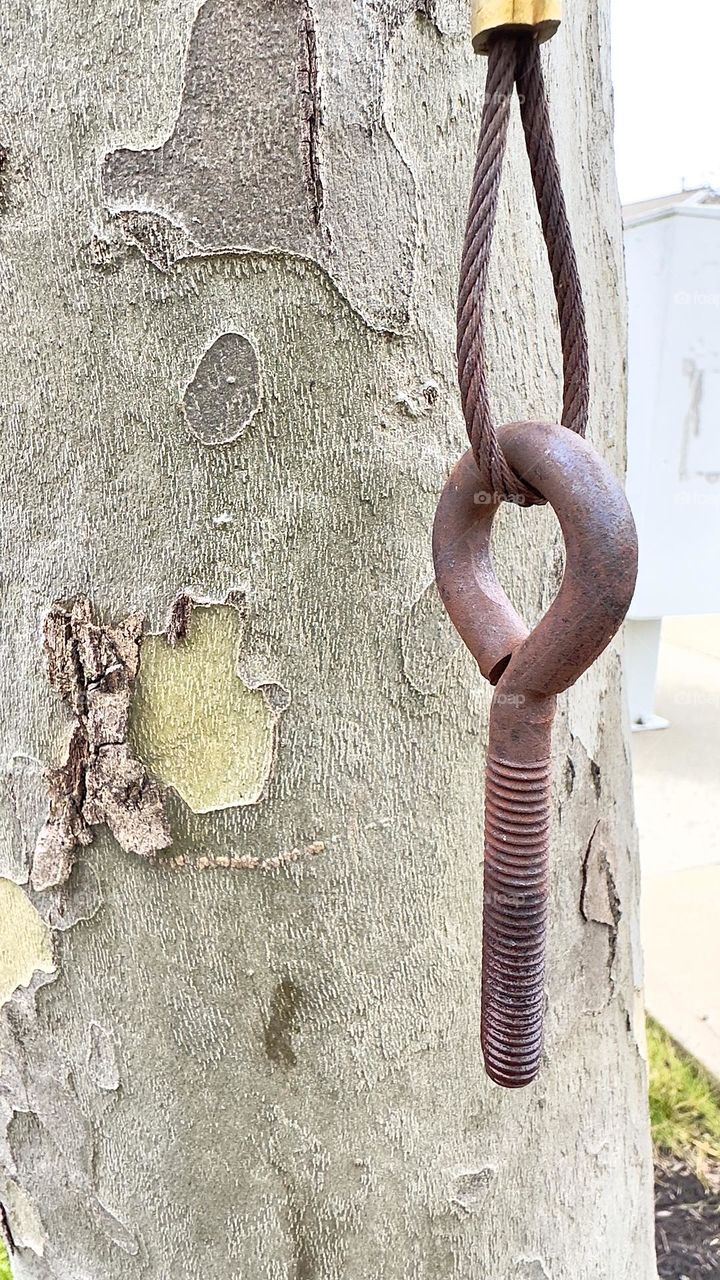 Metal rusty screw handing on tree branch.