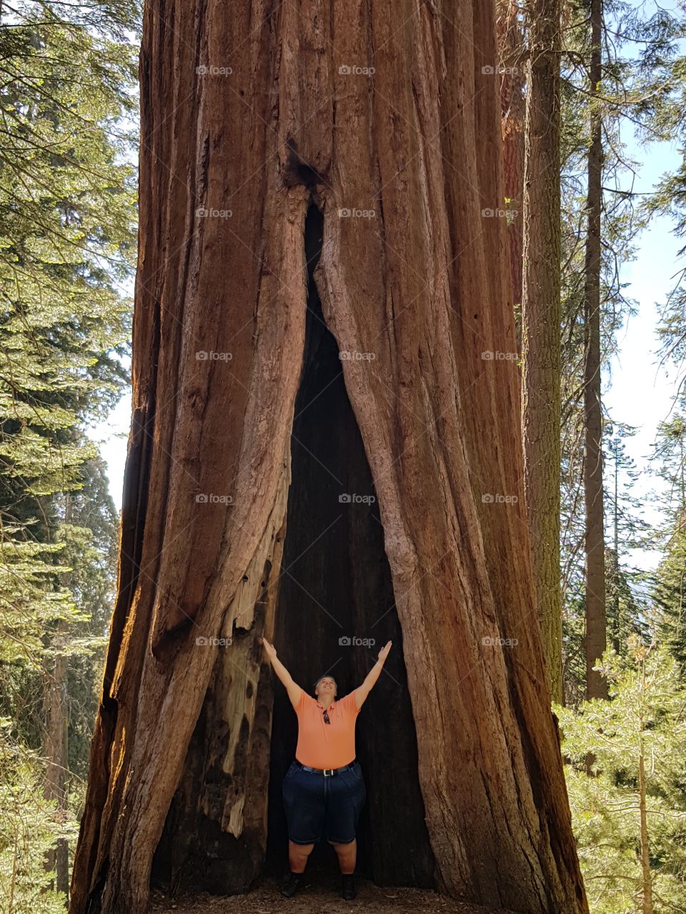 Sequoya tree