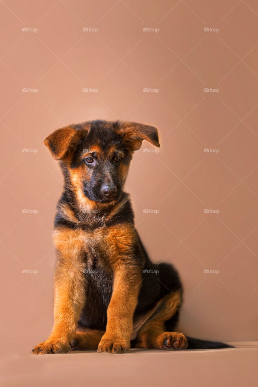 German shepherd puppy on light brown background 