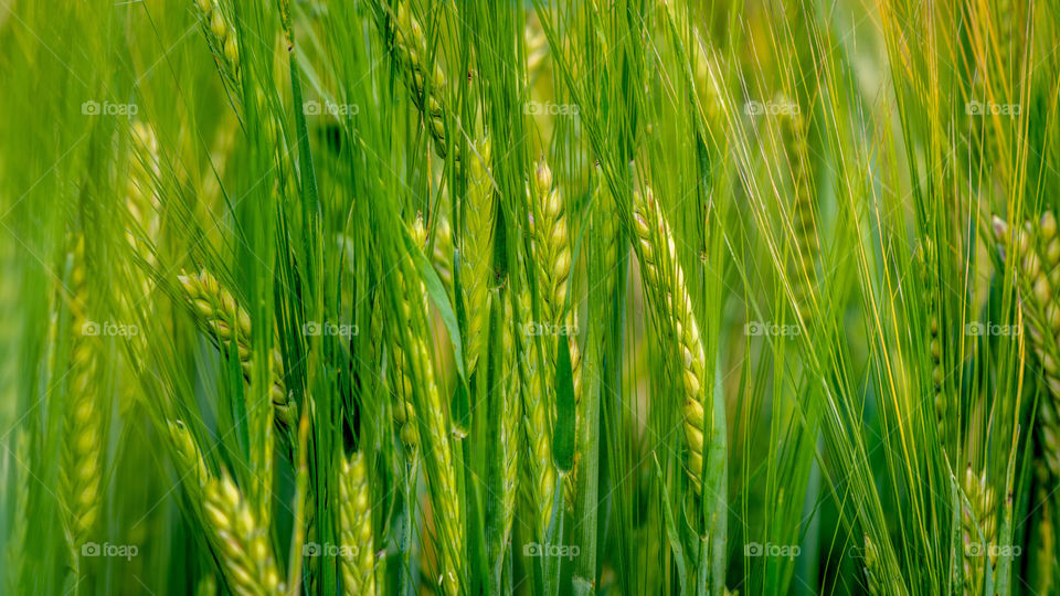 A close-up photography of the green barley corns.